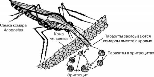 Насекомое молярный комар его распространение заболевания