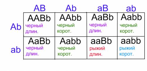 Усвиней черная окраска щетины а доминирует над рыжей а, длинная щетина в - над короткой. определите