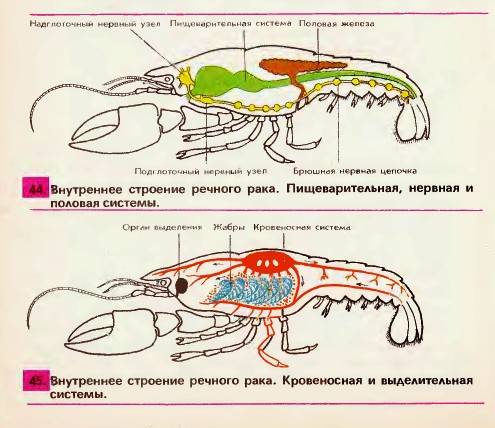 Системы органов речного рака (таблица)