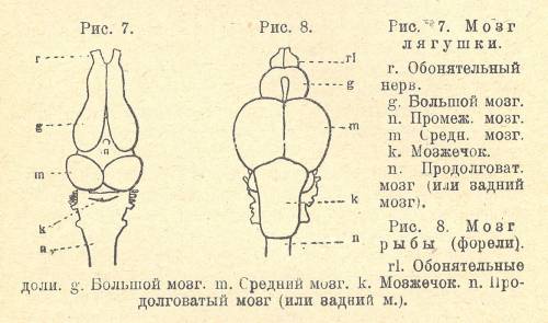 Подпишите отделов головного мозга рыбы и частей нервной системы обозначенных цифрами