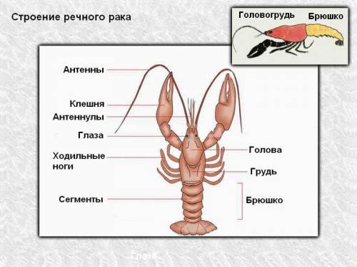 Речной рак. найди стебельчатые глаза, объясни значение такого устройства глаз. сколько конечностей н