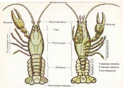 Речной рак. найди стебельчатые глаза, объясни значение такого устройства глаз. сколько конечностей н