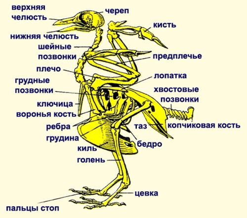 Назовите основные признаки при птиц к полёту в строении: покров,скелета ,внутрених органов