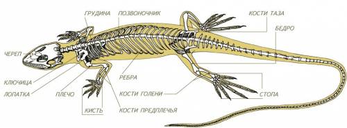 Найдите сходства и различия в строении скелетов млекопитающих и пресмыкающихся.
