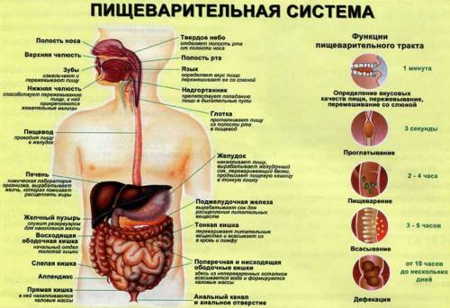 Устоновите соответствие между отделами пищеварительной системы ипроцессами пищеворения в них