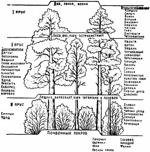 Сколько ярусов выделяют в смешанном лесу?