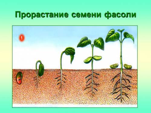 Вопрос: эксперемент. что будет есле семя фасоли в мокрой тряпочке положить в холодильник, в стакан с