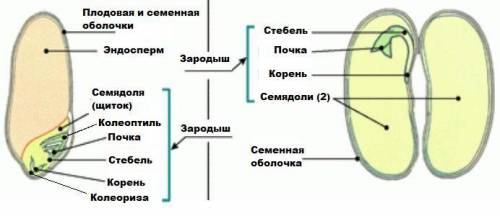 1.как вы думаете к какому классу цветковых растений относится фасоль двудольных или однодольных,поче