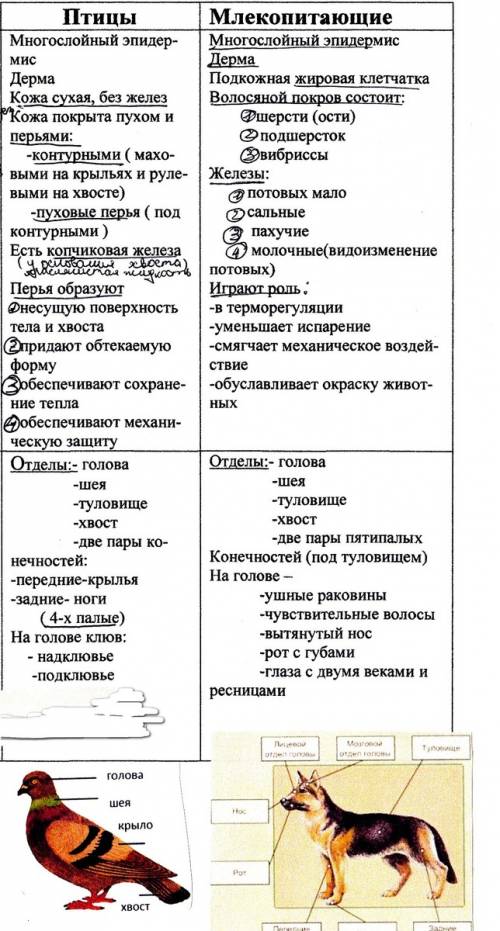 Рассмотрите чучела птиц и млекопитающих.назовите части тела,определите форму тела,покровы.запишите и