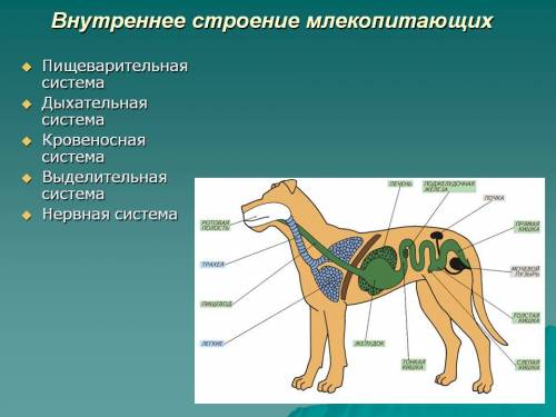 Выявите черты различия во внутреннем строении млекопитающих и пресмыкающихся