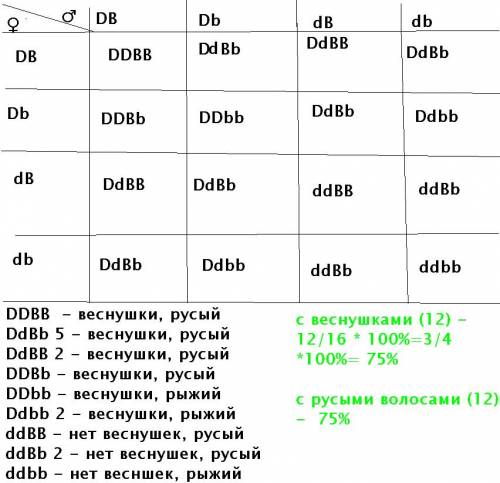 Учеловека веснушки доминируют над их отсутствием, а рыжий волос рецессивный по отношению к русому. в