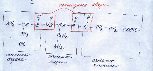 Составить формулу трипептида из серина лизина и аланина