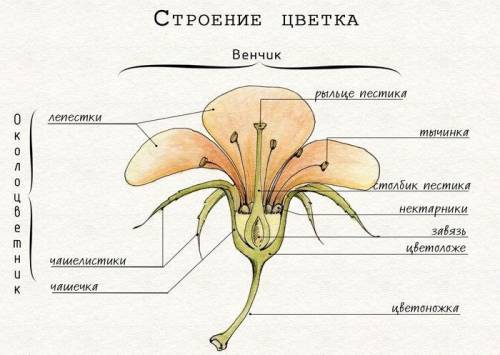 Сколько цветёт сирень и скажите её цветка строение? !