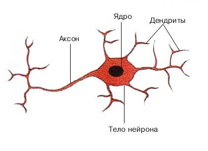 Обьясните, почему разные виды клеток животных различаются между собсй размерами и формой. !