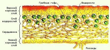 ответить на вопросы: 1)каково особенности строения лишайников? 2)на какие группы по внешнему строени