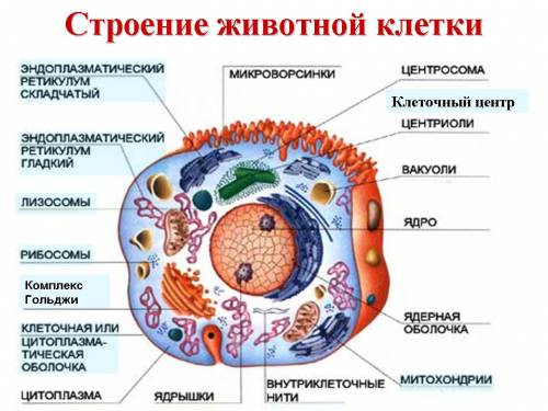 Нарисуйте в контуре животной клетки соответствующие ей органоиды