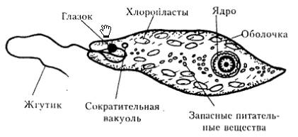 Органоиды эвглены зеленой и их функции.