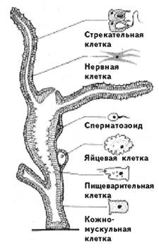 Все 5 клетки гидры и как они выглядят?