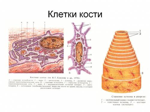 Лабораторная работа на тему микроскопическое строение кости.? !