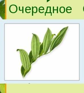 ответьте на вопрос(и желательно покажите всё в картинках-чтоб было понятнее). 1.у гербарных экземпля