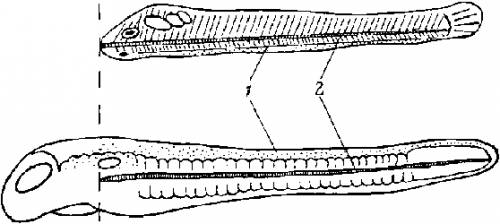 Как у зародыша ланцетника расположена нервная трубка относительно хорды