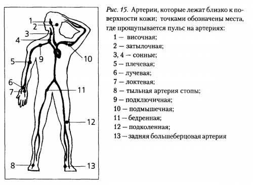 Почему колличество ударов пульса изменяется после: состояния покоя(сидя),стоя,после 10 присиданий? н