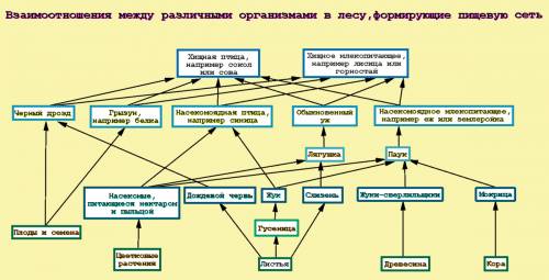 Как взаимосвязаны растения пастбища и пасущиеся на нем копытные? изобразите схемы их взаимодействия.