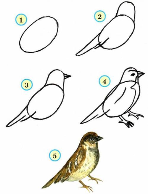 Как схематически нарисовать птицу и насекомого