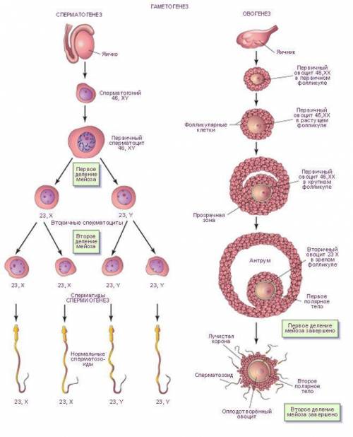 Сравнить овогенез и сперматогенез? , !
