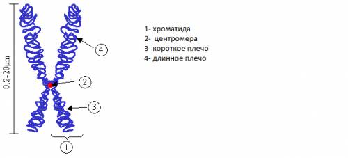 Внешний вид удвоенной хромосомы схематично и подписать её основные части