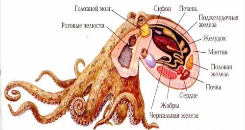 Заполните таблицу. внутреннее строение моллюсков органы | особенности строения | функции и система о