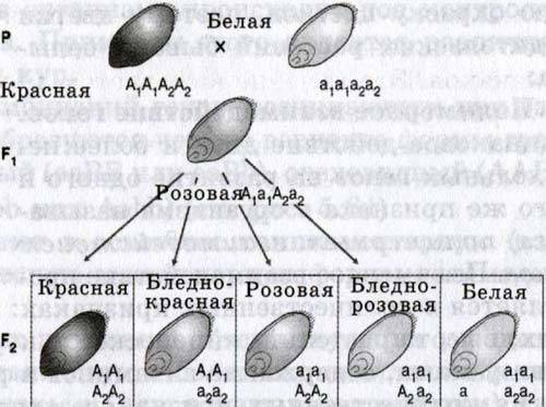 Как происходит взаимодействие полимерных генов?