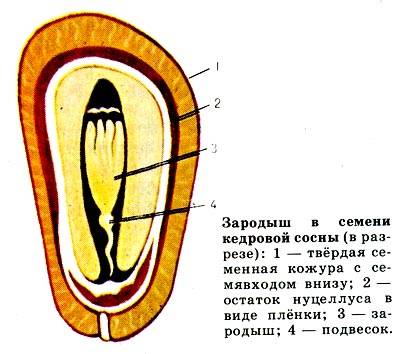 зарисуйте и подпишите семя сосны обыкновенной