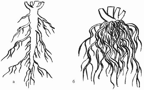 Виды корней типы корневых систем чем корни отличаются от резоидов?