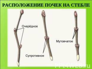 1.рассмотрите побеги разных растений.определите , как расположены почки на стебле,зарисуйте. 2.отдел