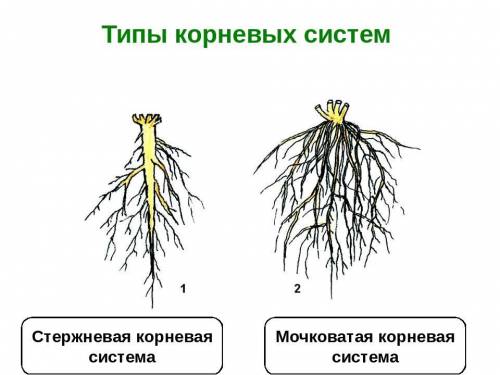 Сравните стержневую и мочковатую корневые системы. установите черты сходства и отличия.