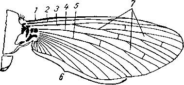Строение крыльев у мух.(желательно картинку).