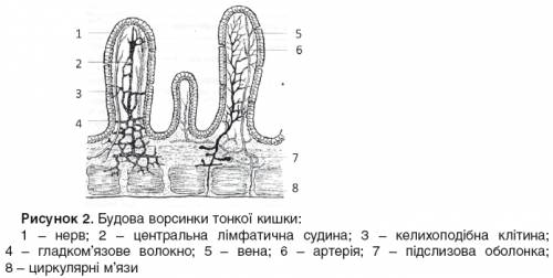 Як всмоктуються поживні речовини? (желательно на укр. языке) строение и функции ворсинок всасывания