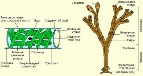 Строение многоклеточных водорослей