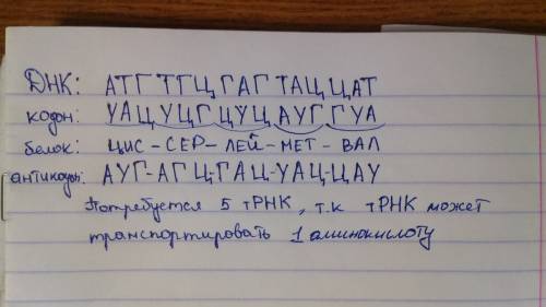 Вмолекуле днк последовательность нуклеотидов -атг-тгц-гаг-тац-цат. укажите аминокислотный состав бел