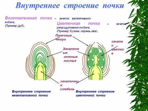 Зачатком каких побегов является почка? как называется форма листьев хищной пузырчатки? какой процесс