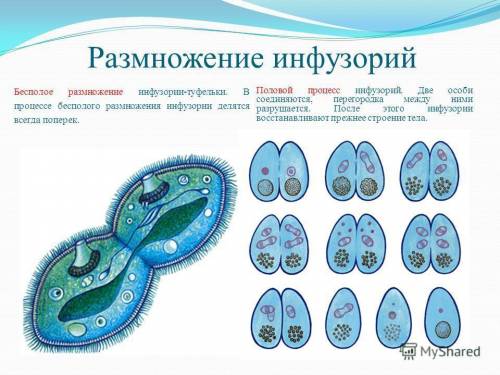 Тип инфузории. 1 место обитания 2 питание 3 размножение 4 значение 5 строение ))