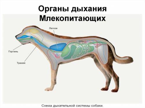 Органы дыхания таракана,дельфина,ворона и слона