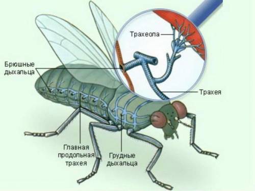 Органы дыхания таракана,дельфина,ворона и слона