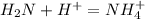 H_{2}N + H^{+} = NH^{+}_{4}