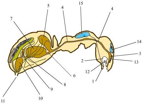 Внутренние органы муравья фото (картинки)
