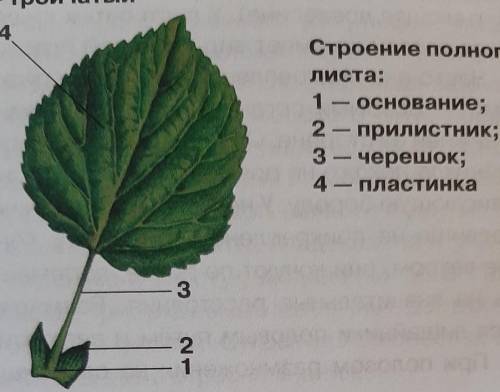 Билет № 15 1. разнообразие листьев. 2. изучение строения семени фасоли и пшеницы.