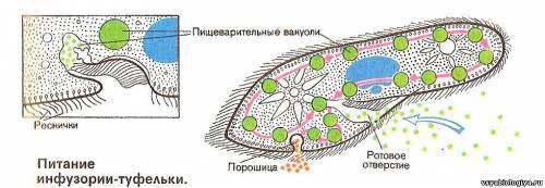 Выберите из перечисленных таксонов те, которые относятся к инфузории туфельке 1. род парамеции 2 кла