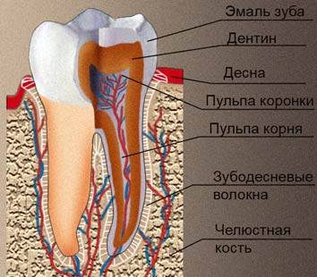 Найти строение зубов нам ее в виде картинки давали искала в интернете нету такой покидайте своих вар