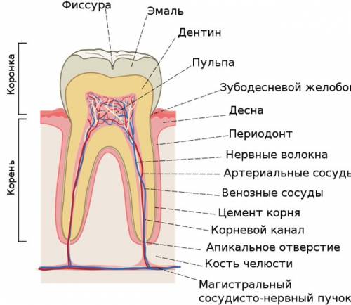 Найти строение зубов нам ее в виде картинки давали искала в интернете нету такой покидайте своих вар